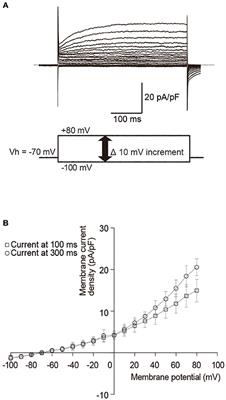 Ionotropic P2X ATP Receptor Channels Mediate Purinergic Signaling in Mouse Odontoblasts